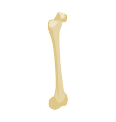 Isometric Femur Bone