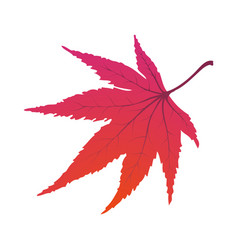 Maple Autumn Leaf