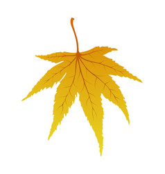 Maple Autumn Leaf