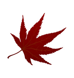 Maple Autumn Leaf