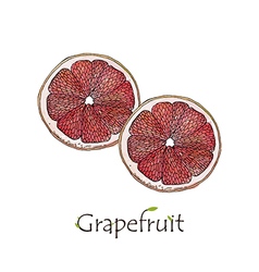 Two Sliced Grapefruit Watercolor