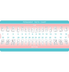 Dental Chart