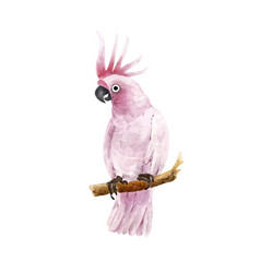 Pink Bird Parrot Cockatoo