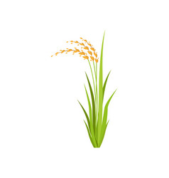 Rice Plant Cartoon