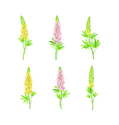 Lupin Or Lupine Flowering Plant With Palmately