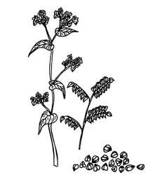 Buckwheat Plant And Groats Sketch