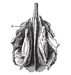 Ethmoid Bone Of The Human Skull Vintage