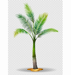 Palm tree on transparent background Royalty Free Vector