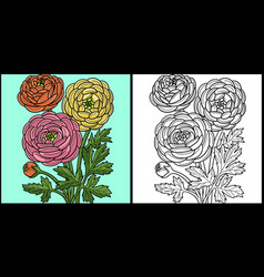 Ranunculus Flower Coloring Colored