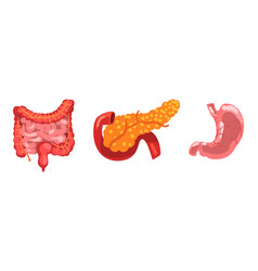 Large And Small Intestine Pancreas Stomach