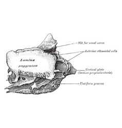 Outer Surface Of Ethmoid Bone Vintage