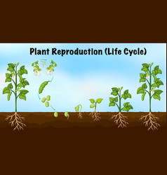 Plant Reproduction Life Cycle