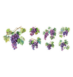 Grapes With Leaves Isolated Fresh Grape