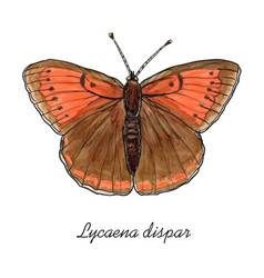 Large Copper Butterfly With Its Latin Name