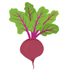 Red Beetroot Vegetable Isolated Clipart Icon Food