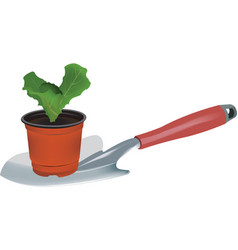 Lettuce Seedlings On White Background