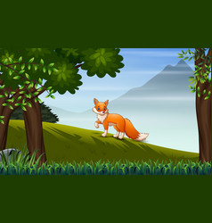 A Fox Looking For Prey On Hill