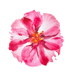 Watercolor Pink Flower Head Isolated Om