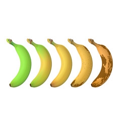 Banana Fruit Ripeness Levels From Green Underripe