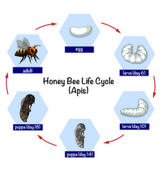 Honey Bee Life Cycle