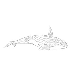 Sketch Orca Killer Whale