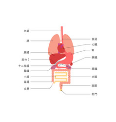 Structure Of The Human Body Internal Organs