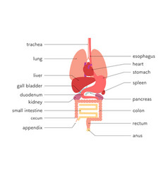 Structure Of The Human Body Internal Organs