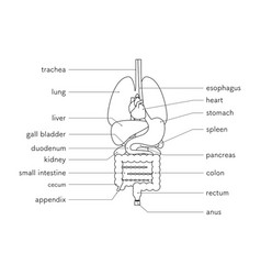 Structural Drawing Of The Human Body Internal