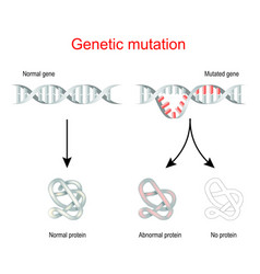 Genetic Mutation Normal Gene And Mutated Dna