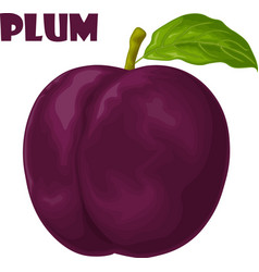 Plum Dark Purple Fresh Sweet Ripe Juicy