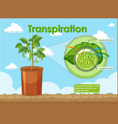 Diagram Of Transpiration In Plant