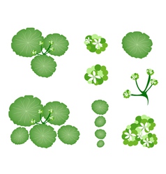 A Set Of Asiatic Pennywort On White Background