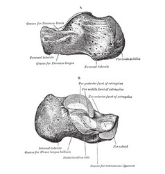 Calcaneus Vintage