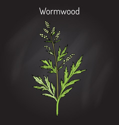 Mugwort Or Common Wormwood Artemisia Vulgaris