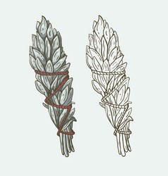 Boho Sage Smudgestick In Color And Line