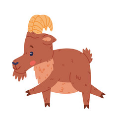 Urial Character As Wild Mountain Sheep With Horns