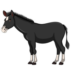 Black Horse Cartoon