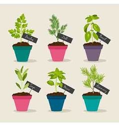 Herb Garden With Pots Of Herbs