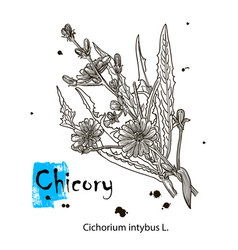 Chicory Flower Superfood Drawing Isolated