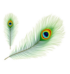 Peacock Bird Isolated Realistic Feather