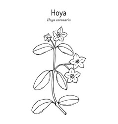 Hoya Coronaria Medicinal Plant