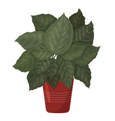 Calathea Ornata Image