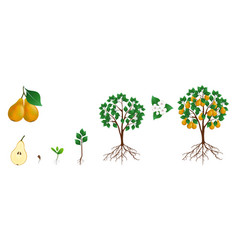 Cycle Of Growth Of Pear Tree