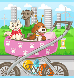 Three Home Dogs In Stroller During Walking