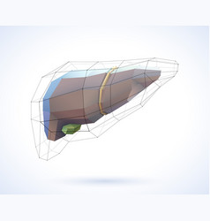 3d Of The Liver Is Presented In Geometric Lines