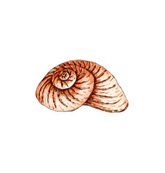 Watercolor Of A Beige Seashell Snail Underwater