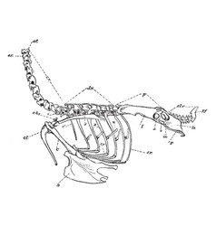 Axial Skeleton Vintage