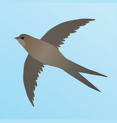 Common Swift Flying In Air