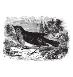 European Robin Redbreast Vintage