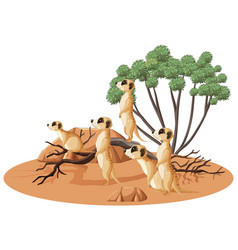 Isolated Desert Forest With Meerkat Group